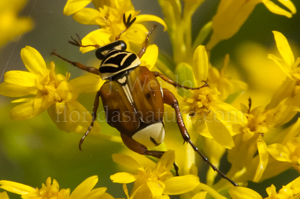 Delta Flower Scarab beetle (Trigonopeltastes delta)